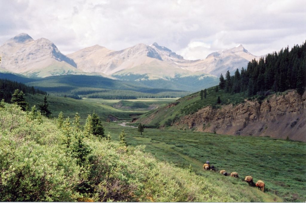 www.IamCalgary.ca I Am Calgary Alberta Wilderness Association AWA Interview with Christyann Olson