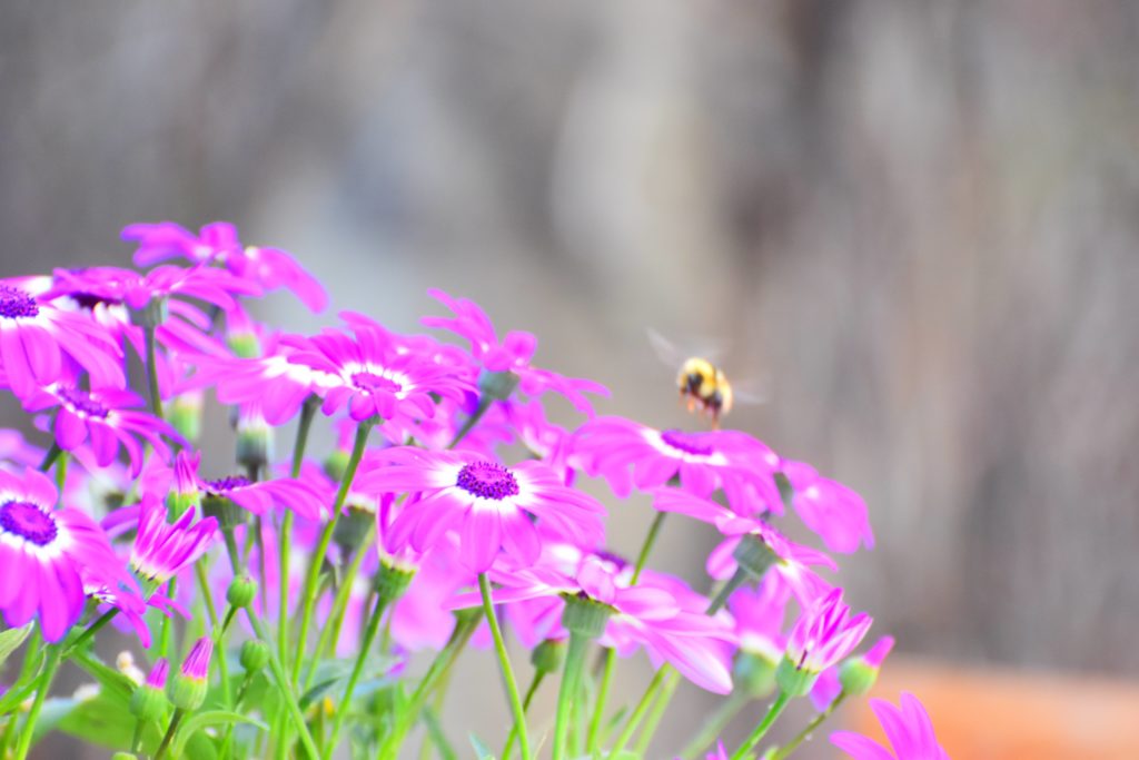 www.iamcalgary.ca IAmCalgary It's Spring and gardening moth Home annual bee