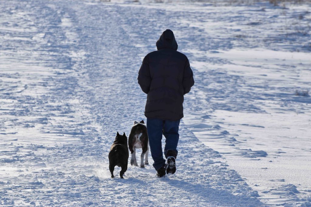 iamcalgary.ca Nose Hill Dog Walk Off-leash Winter
