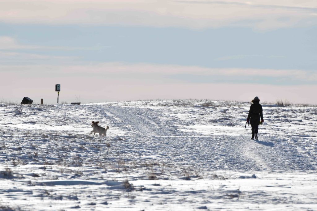 iamcalgary.ca Nose Hill Dog Walk Off-leash Winter