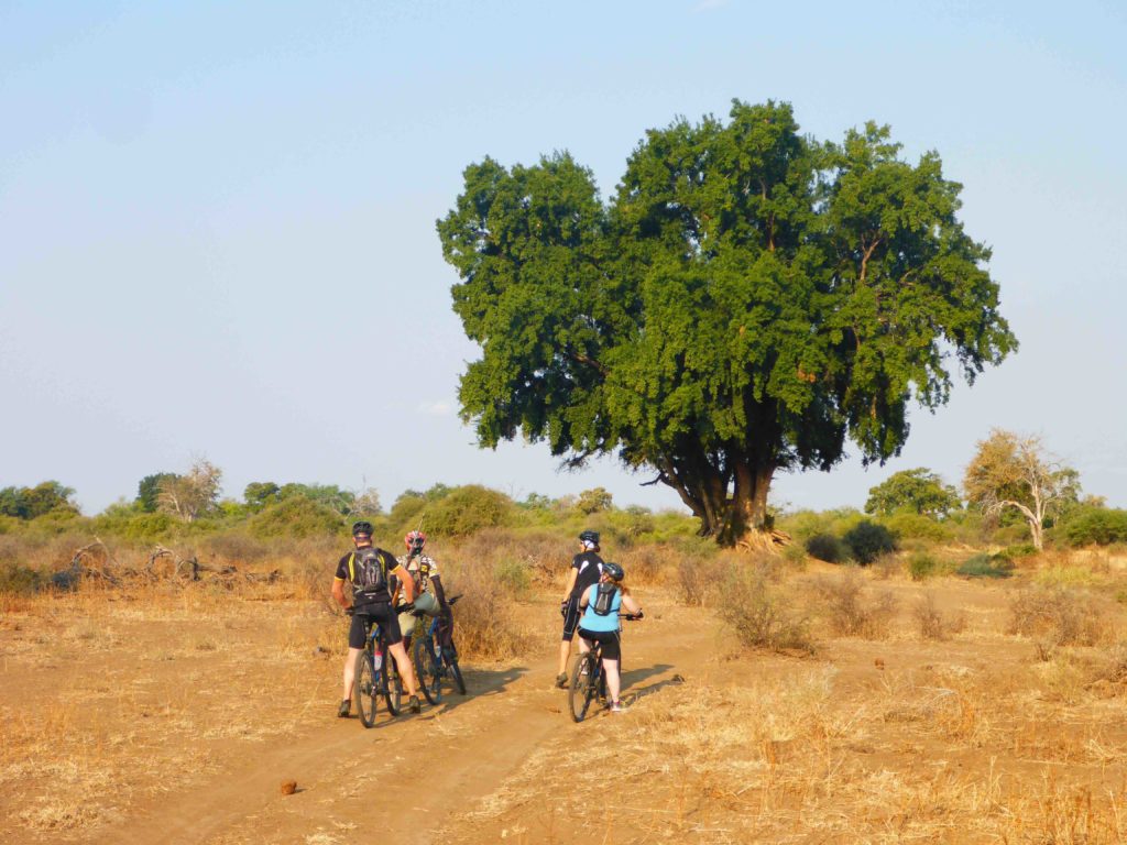 www.iamcalgary.ca IAmCalgary 2016 Cycle Mashatu Botswana Safari Mashatu Tree