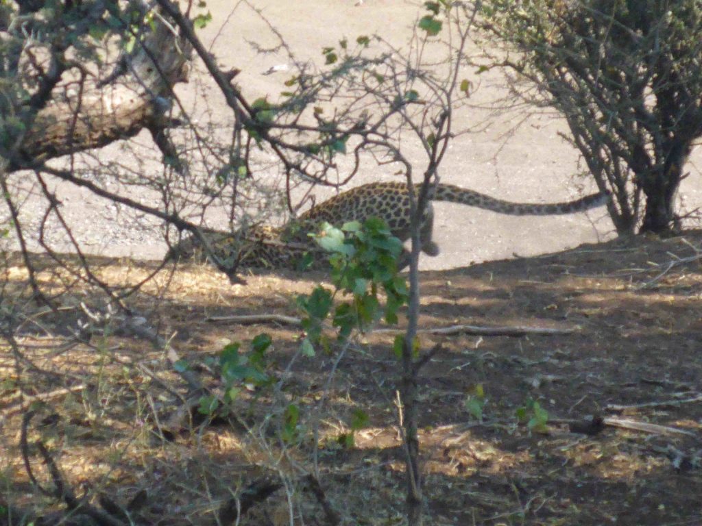 www.iamcalgary.ca IAmCalgary I Am Calgary Botswana Mashatu Cycle Leopard